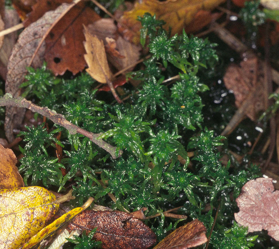 Image of recurved sphagnum