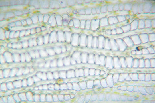 Image of toothed sphagnum