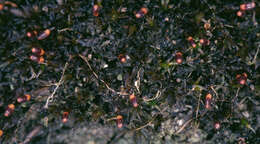 Image of andreaea moss