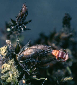 Image of andreaea moss