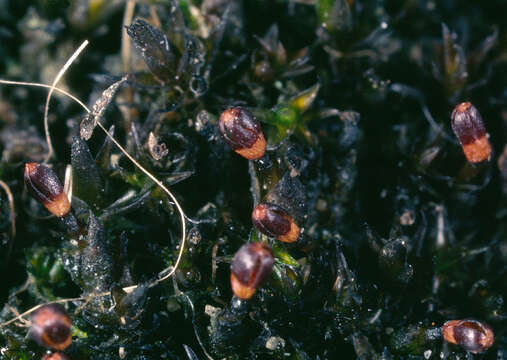 Image of andreaea moss