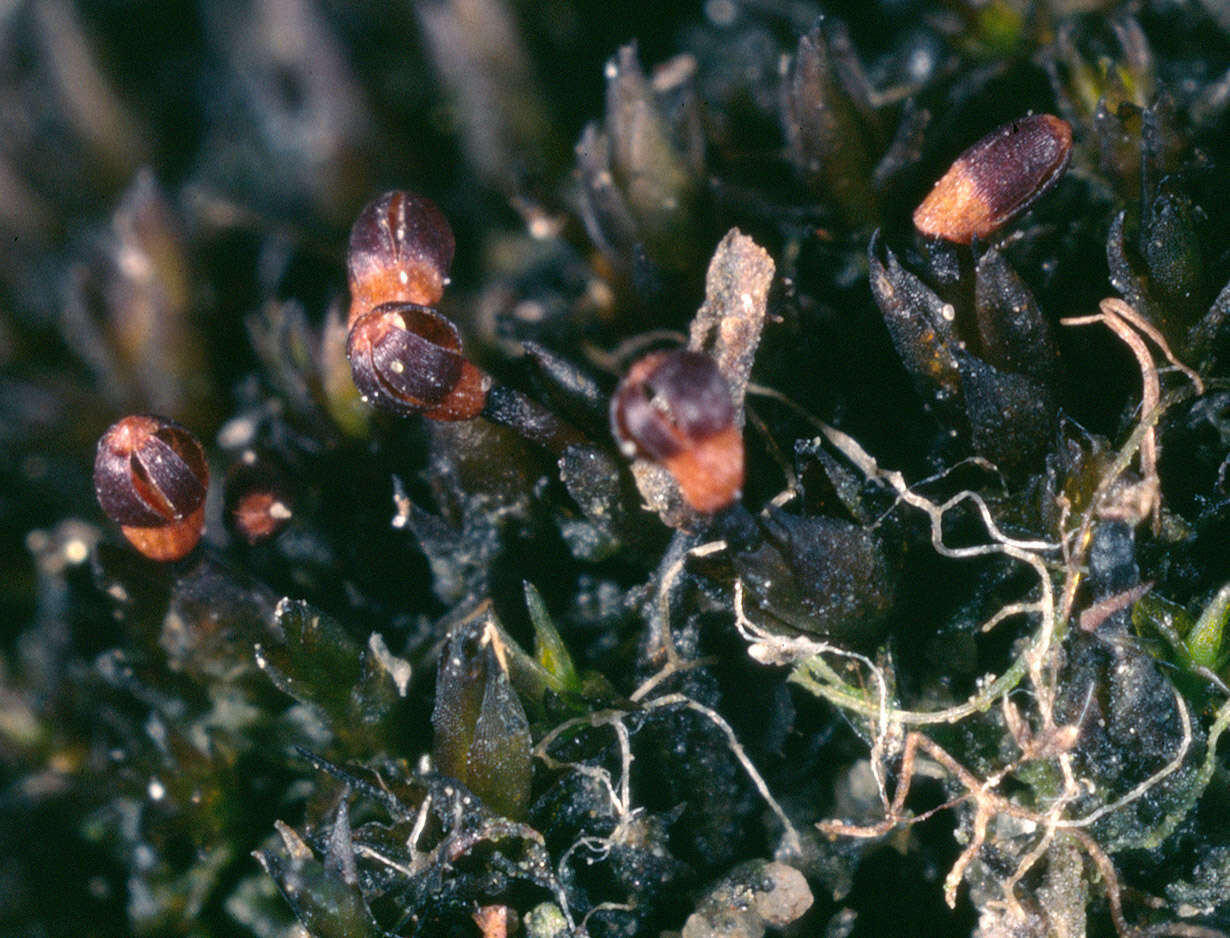 Image of andreaea moss