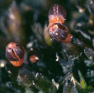 Image of andreaea moss