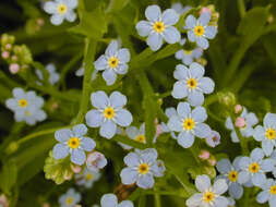 Слика од Myosotis secunda A. Murray