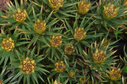 Image of juniper polytrichum moss