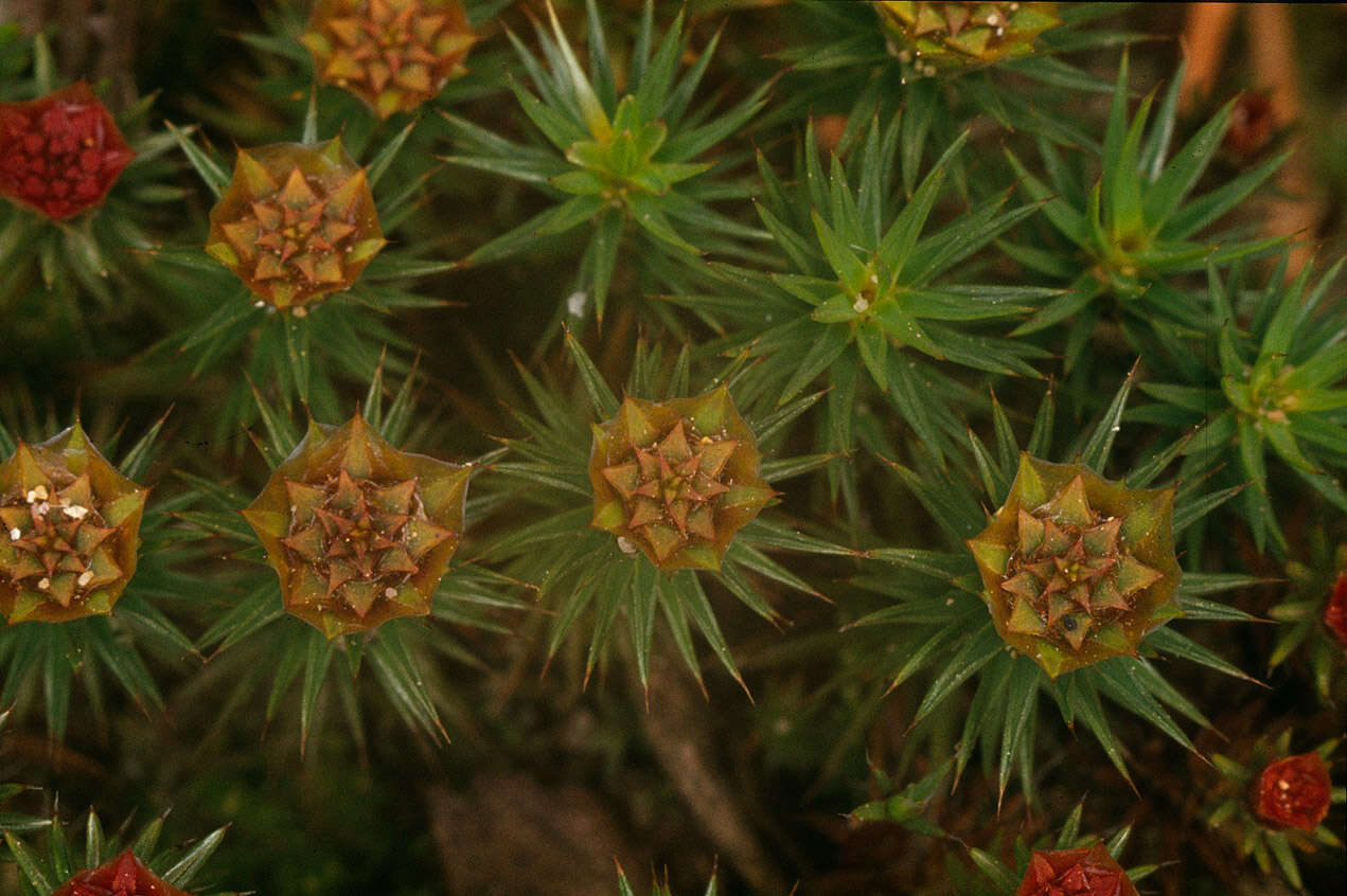 Image of juniper polytrichum moss