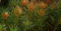 Image of juniper polytrichum moss