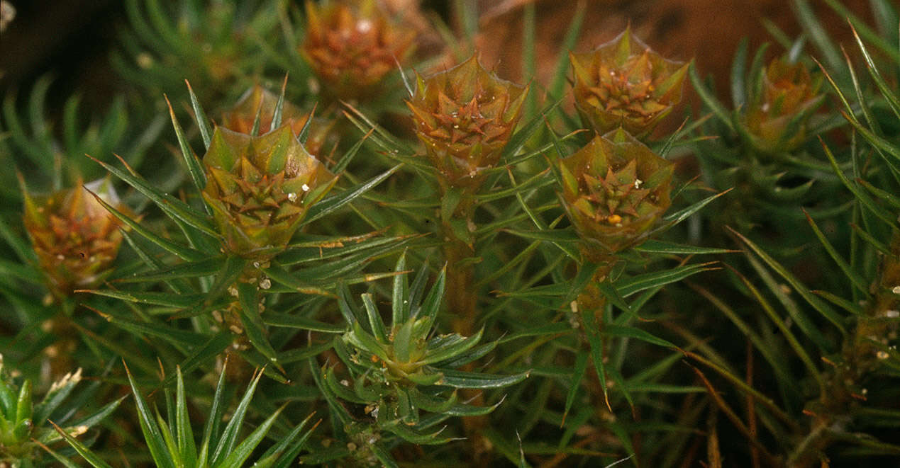 Image of juniper polytrichum moss