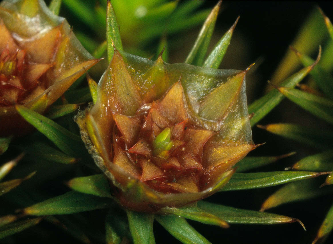 Image of juniper polytrichum moss