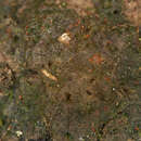 Image of Fissidens exilis Hedwig 1801