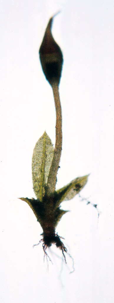 Image of fissidens moss