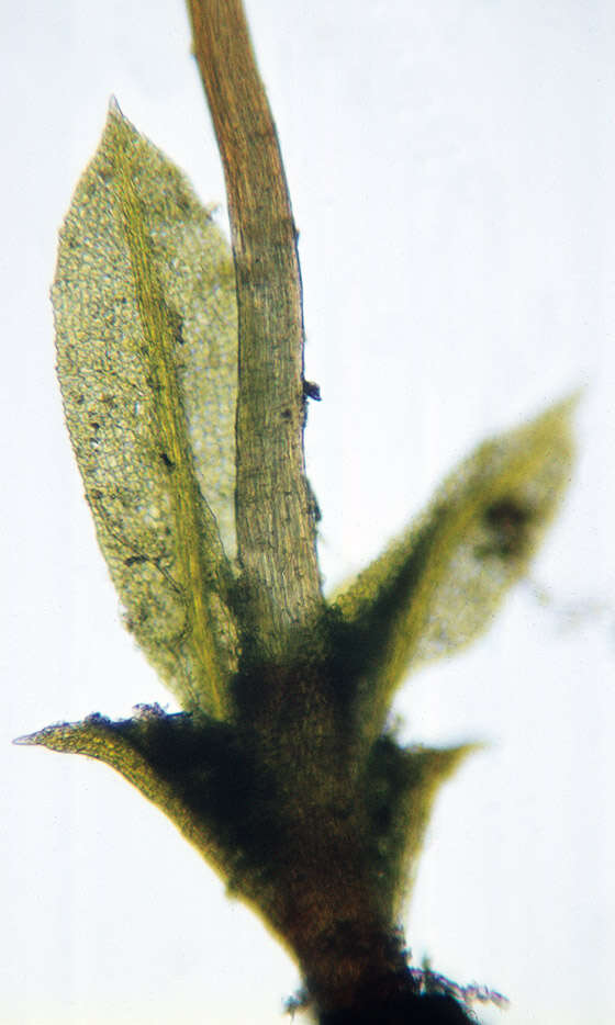 Image of fissidens moss