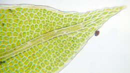 Image of bryoid fissidens moss