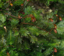 Image of fissidens moss