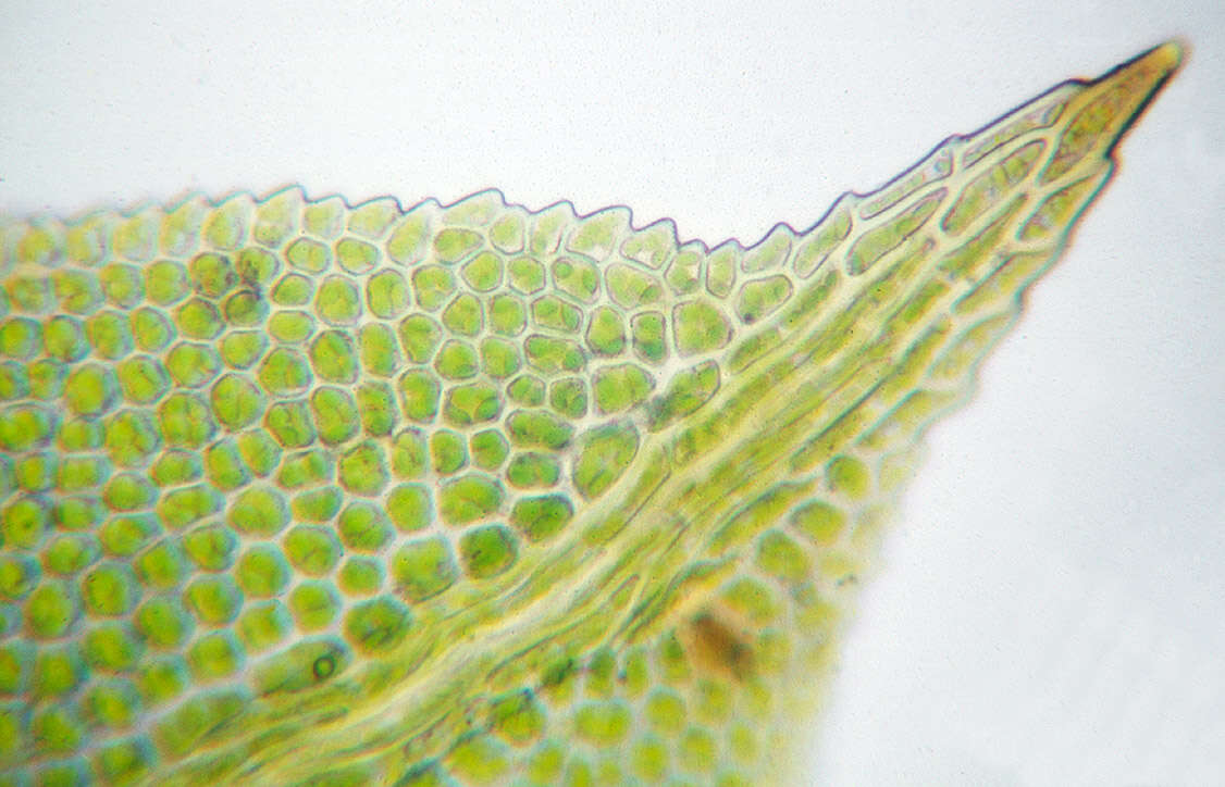 Image of fissidens moss