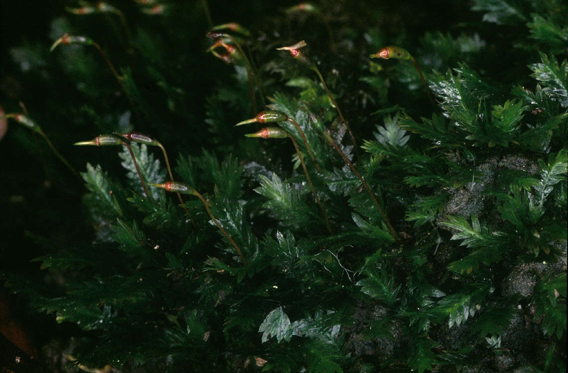 Image of fissidens moss