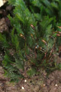 Image of fissidens moss