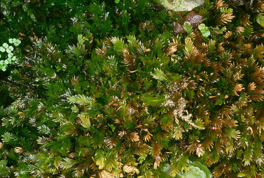 Image of fissidens moss