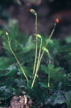 Image of Fissidens gracilifolius Bruggeman-Nannenga & Nyholm ex Nyholm 1986