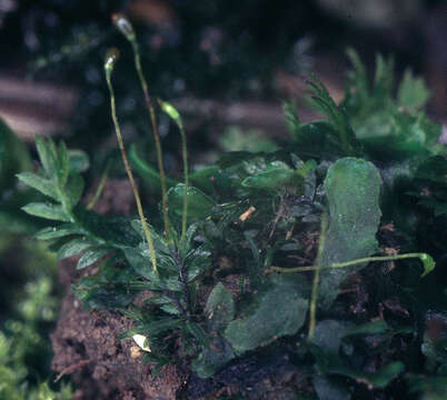 Image of Fissidens gracilifolius Bruggeman-Nannenga & Nyholm ex Nyholm 1986