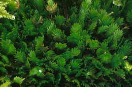 Image of fissidens moss