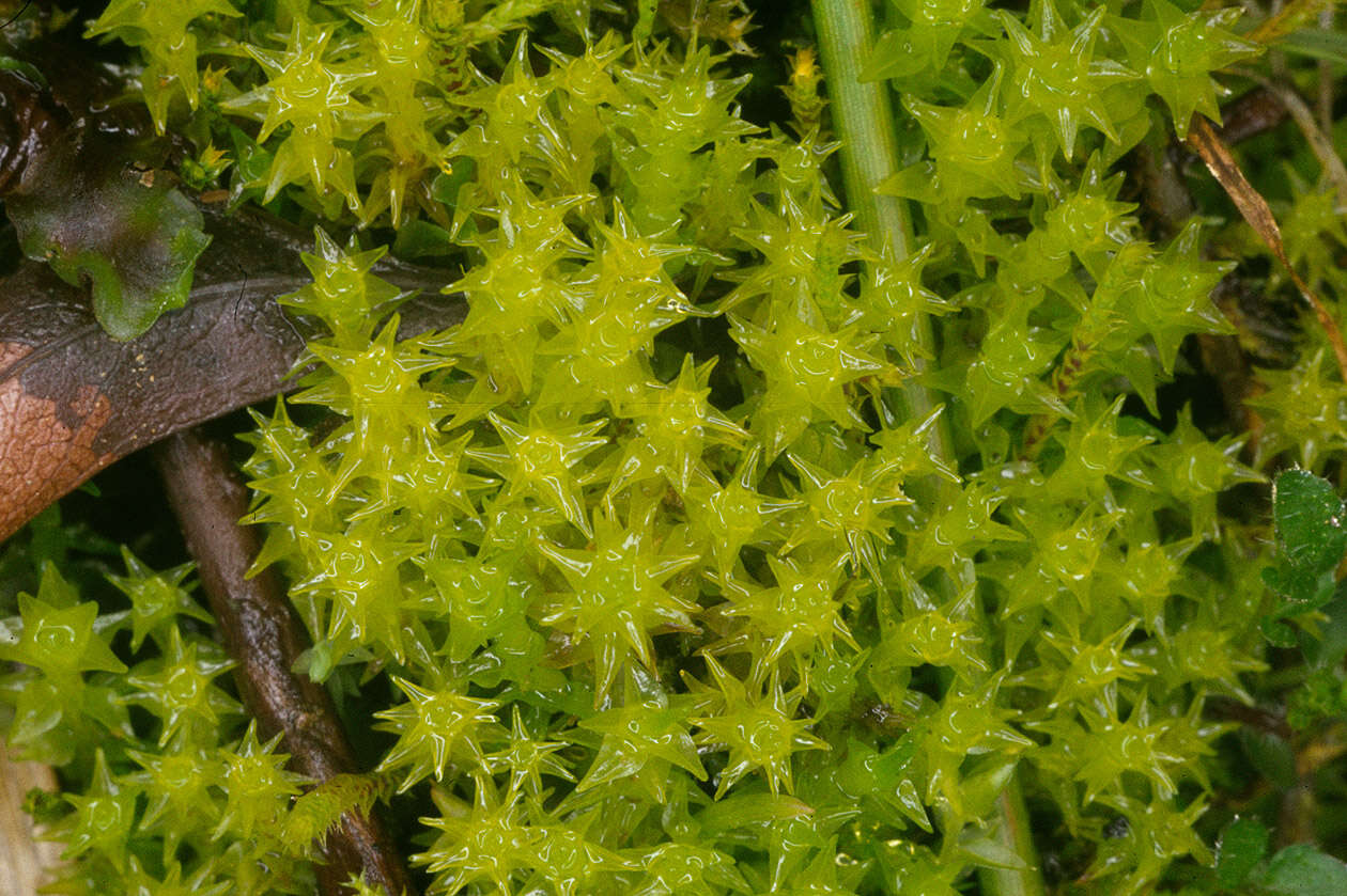 Image of Rhabdoweisiaceae