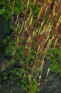 Image of ceratodon moss