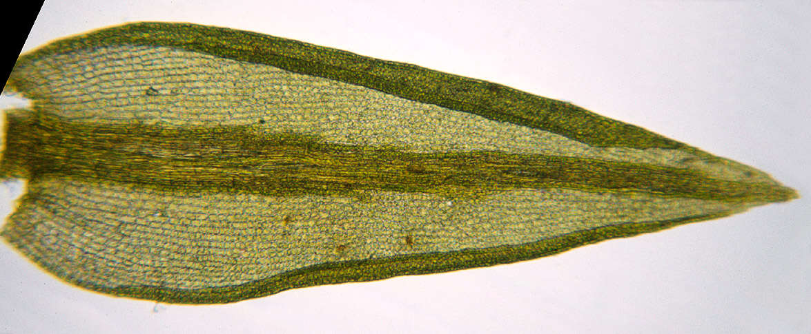 Image of ceratodon moss