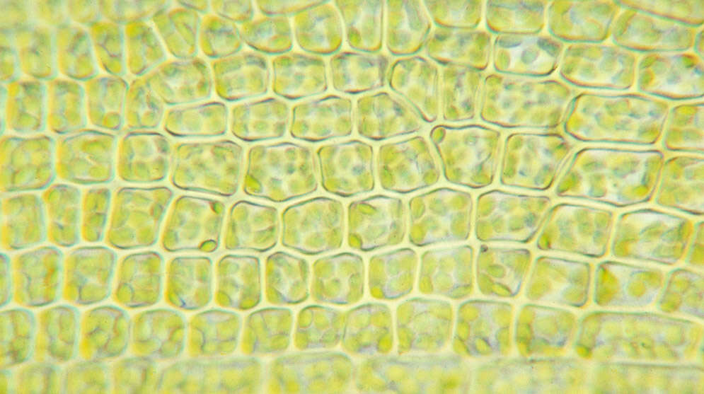 Image of ceratodon moss