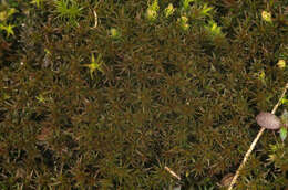 Image of ceratodon moss