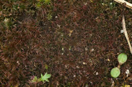 Image of ceratodon moss