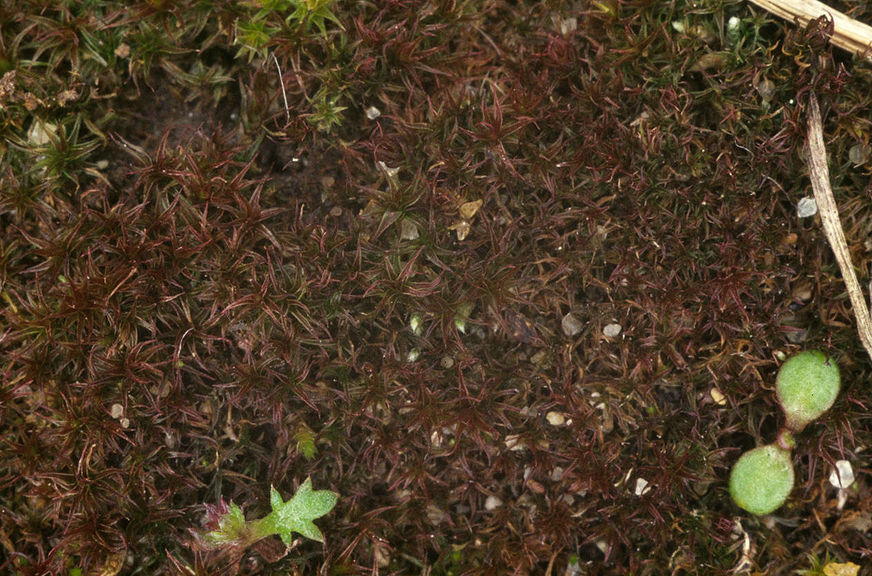 Image of ceratodon moss