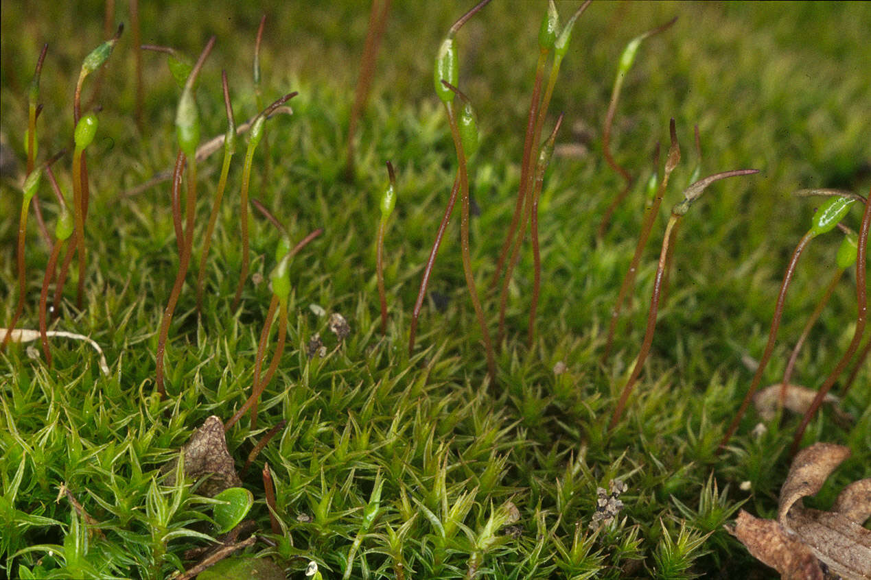 Image of ceratodon moss