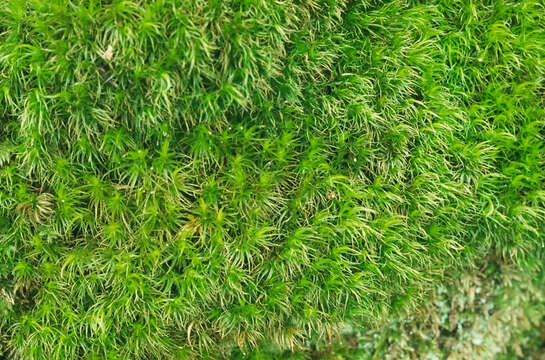 Image of Broom Moss