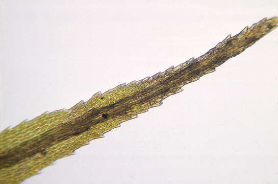 Image of Broom Moss