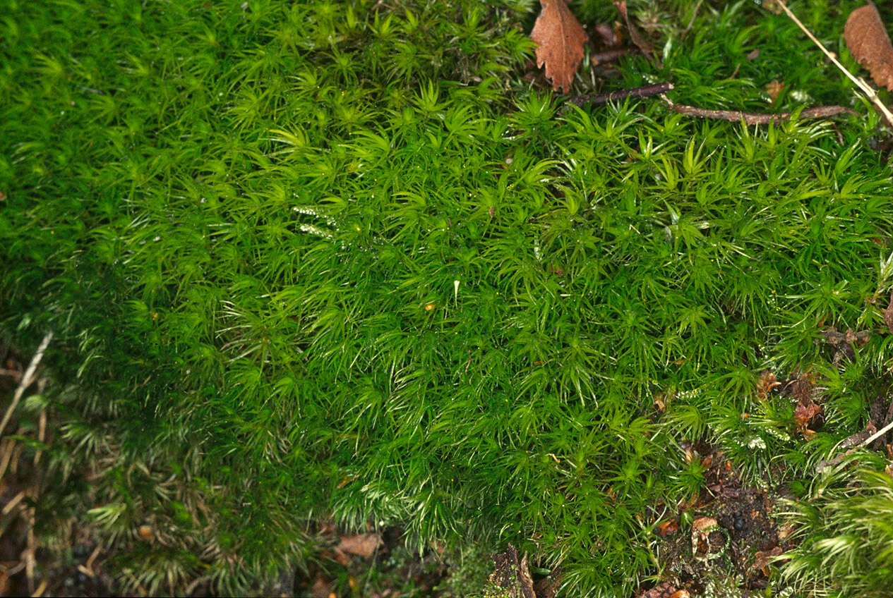 Image of Broom Moss