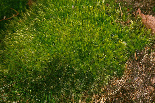 Image of Broom Moss