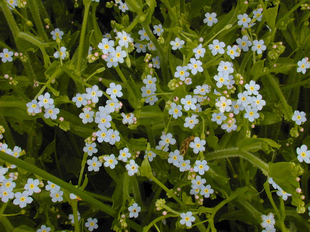 Слика од Myosotis secunda A. Murray