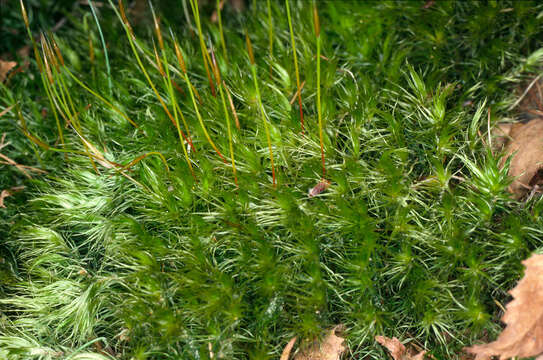 Image of Broom Moss