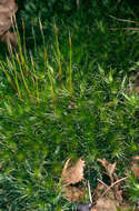 Image of Broom Moss