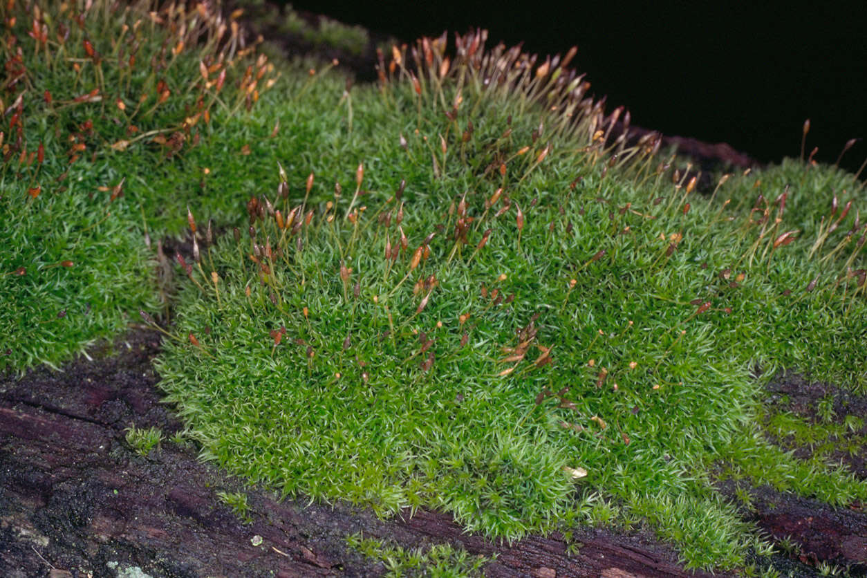 Image of dicranoweisia moss