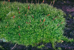 Image of dicranoweisia moss