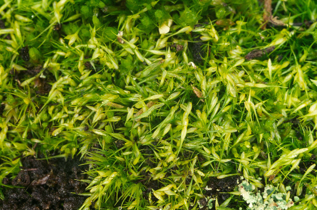 Image of campylopus moss