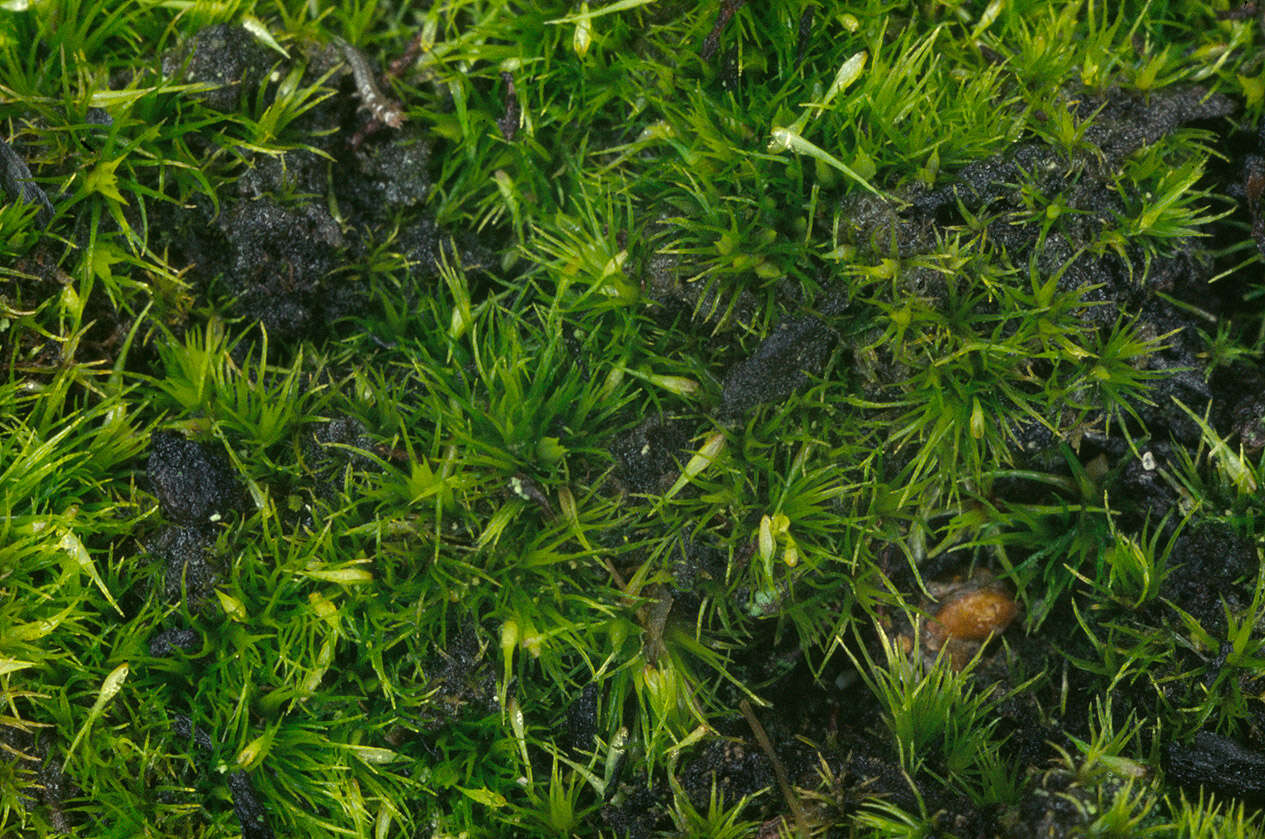 Image of campylopus moss