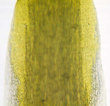 Image of campylopus moss