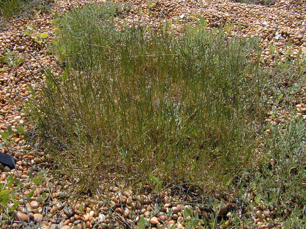 Image of Parapholis strigosa (Dumort.) C. E. Hubb.