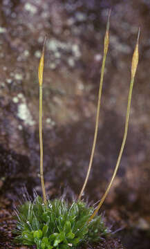 Image of tortula moss