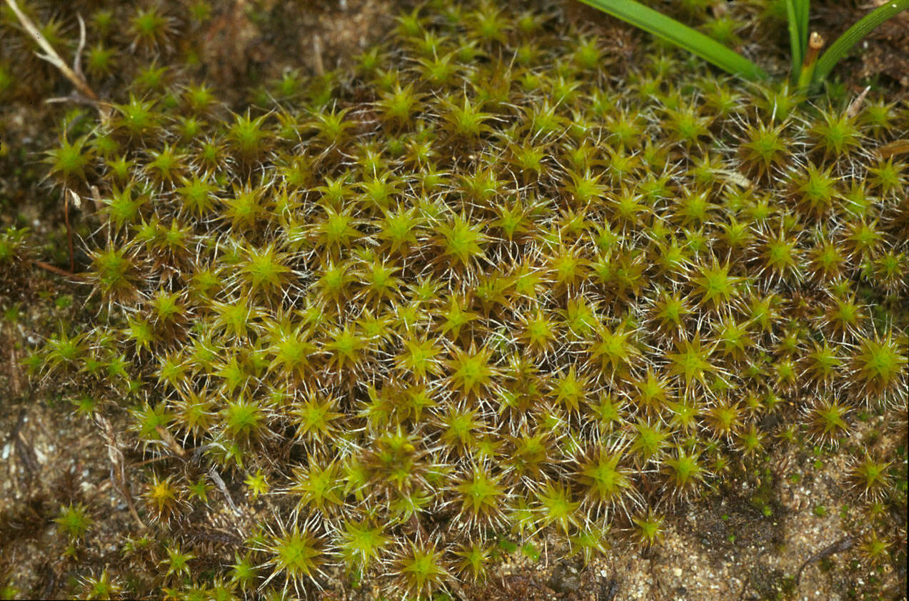 Слика од Syntrichia ruralis subsp. ruraliformis