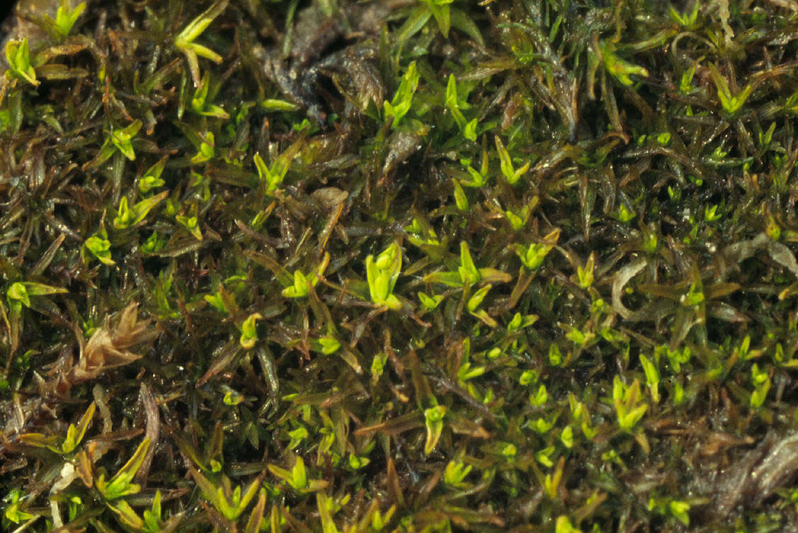 Image of trichostomum moss