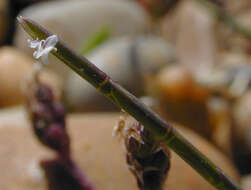 Image of Parapholis strigosa (Dumort.) C. E. Hubb.